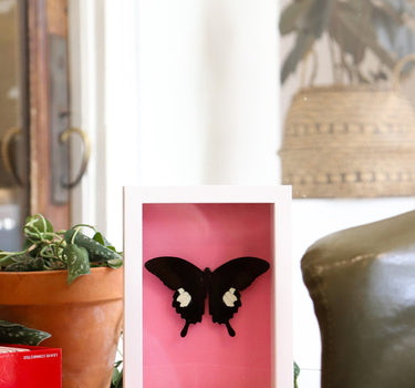 framed critter IV