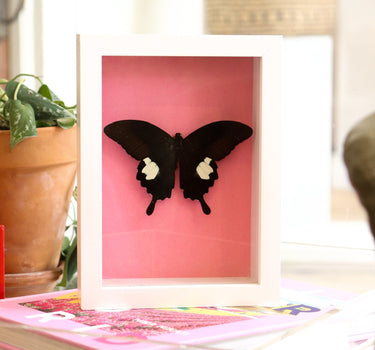 framed critter IV