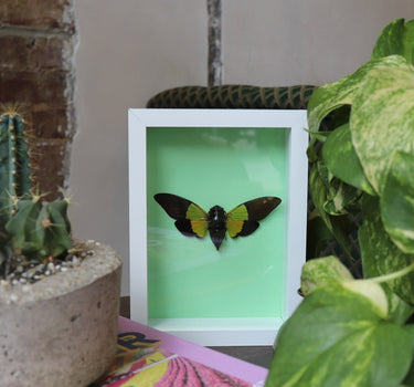 framed critter III