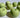 apple candle