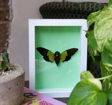 framed critter III