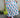 pear pattern evasé skirt