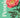 peonies