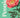 peonies