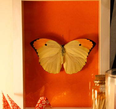 framed butterfly II