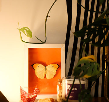 framed butterfly II