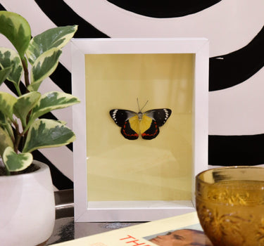framed butterfly I